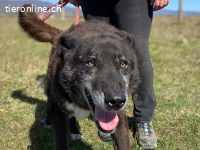 Ein treuer Senior wünscht sich ein ruhiges Zuhause
