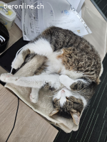 Eine stille, sanfte Katzenseele sucht endlich ein Zuhause