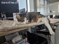 Eine stille, sanfte Katzenseele sucht endlich ein Zuhause