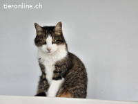 Eine stille, sanfte Katzenseele sucht endlich ein Zuhause