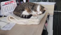Eine stille, sanfte Katzenseele sucht endlich ein Zuhause
