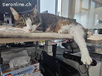 Eine stille, sanfte Katzenseele sucht endlich ein Zuhause