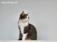 Eine stille, sanfte Katzenseele sucht endlich ein Zuhause