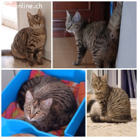 Arya, w./kastr., geb. 07/2022, sucht Zuhause