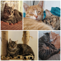 Arya, w./kastr., geb. 07/2022, sucht Zuhause