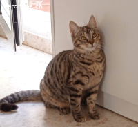Arya, w./kastr., geb. 07/2022, sucht Zuhause