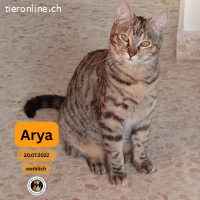 Arya, w./kastr., geb. 07/2022, sucht Zuhause