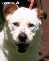 El Fava - ein Zuhause für unseren Senior ?