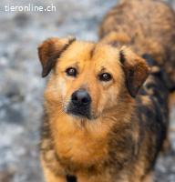 Eleonor – ein sanftes Wesen, das Ruhe und Liebe sucht
