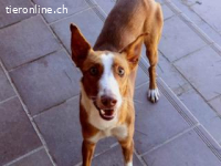 Elio -  Ruhe , Vertrauen und Sanftheit