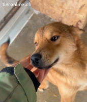 Elio, unglaublich freundlicher Hund sucht sein ich