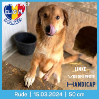 Elio, unglaublich freundlicher Hund sucht sein ich