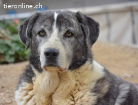 Eliot - in traumhaft schöner Herdenschutzsucht ein Zuhause