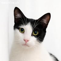 Elliot: Der absolute Traumkater