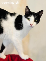 Elliot: Der absolute Traumkater