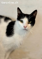 Elliot: Der absolute Traumkater