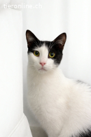 Elliot: Der absolute Traumkater