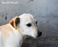 Elvio - seine Mut-Münzen sind fast aufgebraucht