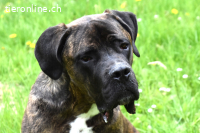 Emil der Grosse