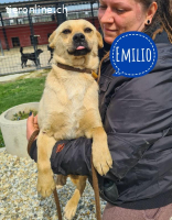 Emilio ein sanfter Engel