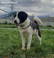 Emma möchte eine treue, liebe Begleiterin sein.