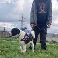 Emma möchte eine treue, liebe Begleiterin sein.