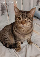 Entzückende Geschwister - 3 Jahre - indoor