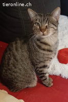 Entzückende Geschwister - 3 Jahre - indoor