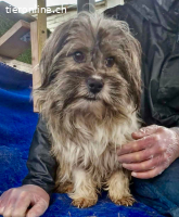 Entzückendes Mini Männlein Struppi