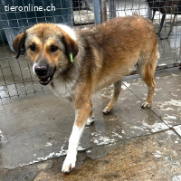 Eros- bereit für ein persönliches "Ti amo"