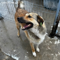 Eros- bereit für ein persönliches "Ti amo"