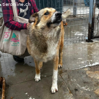 Eros- bereit für ein persönliches "Ti amo"