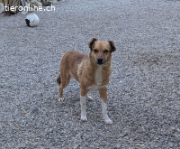 Erou ein Charmanter Rüde mit einer besonderen Geschichte