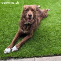 Eurialo - Wenn du alles verlierst....