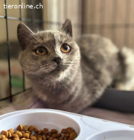 Eva - verspieltes und soziales Katzenmädchen - 1 Jahr