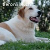 Everybodys darling Peluche sucht Familie zum Bezaubern