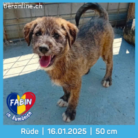 Fabin möchte ein Teil eines Zuhauses zu sein