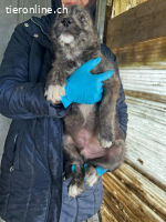 Fabin möchte ein Teil eines Zuhauses zu sein