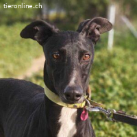 Fabio - schwarze Schönheit mit seelenvollem Blick