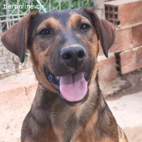 Farah – süß, verspielt und bereit für ihr Für‑immer‑Zuhause