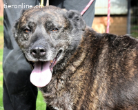 Fareeda - Wo die Schmetterlinge wohnen...