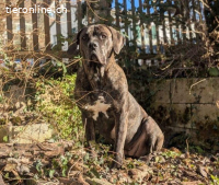 Fay - sucht Rassekenner