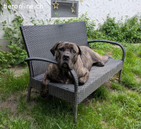 Fay - sucht Rassekenner