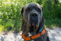 Fay - sucht Rassekenner