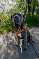 Fay - sucht Rassekenner