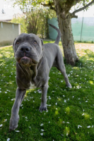 Fay - sucht Rassekenner