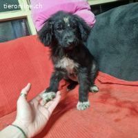 Felix - dem Kältetod wehrlos überlassen