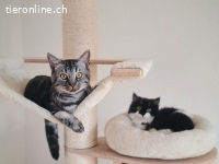 Fenja und Levon – sanft und verspielt vereint