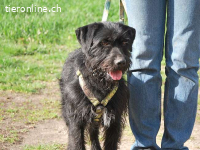 FERDINAND, freundlicher Mischlingsrüde, ca. 1 J., 49cm, 16kg