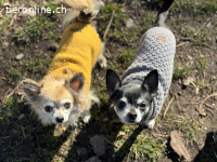 Fibi und Max - ein Herz und eine Seele